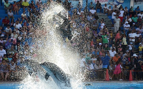 Dolphin Show Sharm El Sheikh