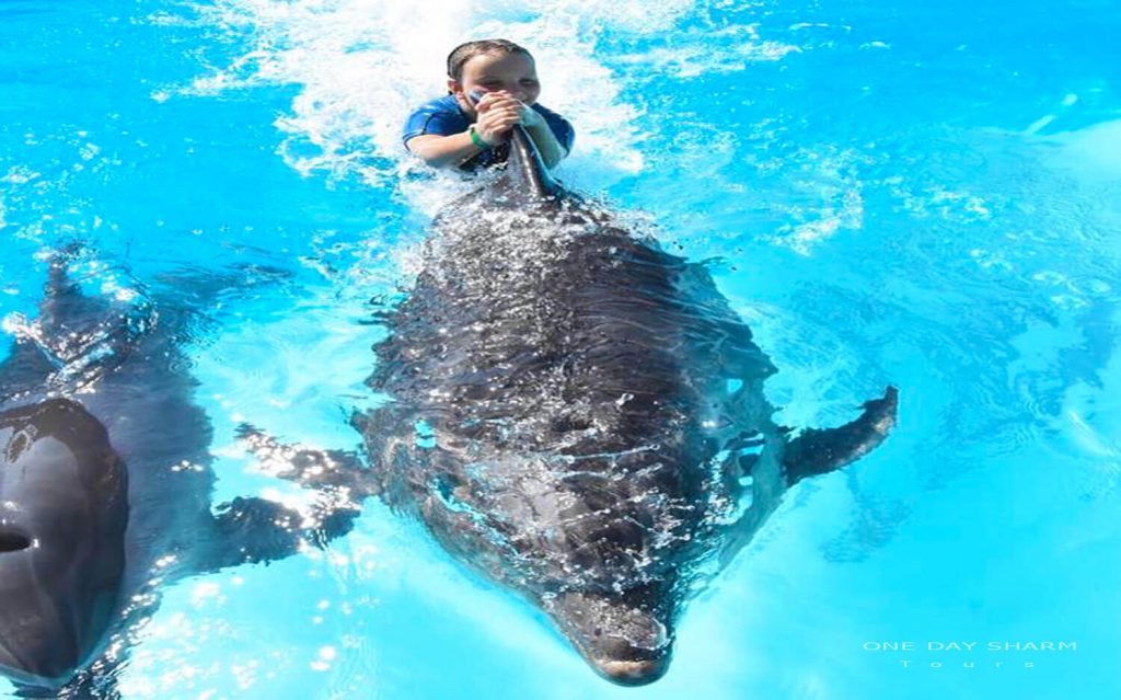 swim-with-the-dolphin-in-sharm-el-sheikh